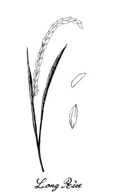 Jasmine Rice veya Long Rice 'ın El Çizimi