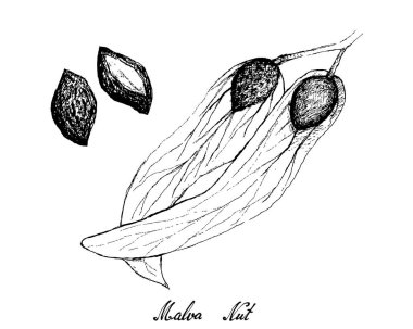 A Şubesine Malva Cevizi Çizimi