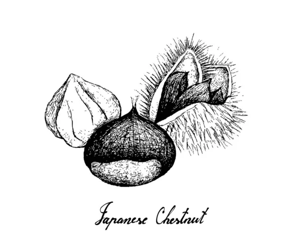 Ручной рисунок японских каштанов на белом фоне — стоковый вектор