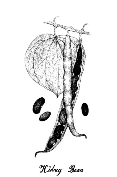 Hand Drawn of Kidney Bean Pods on A Plant — 스톡 벡터