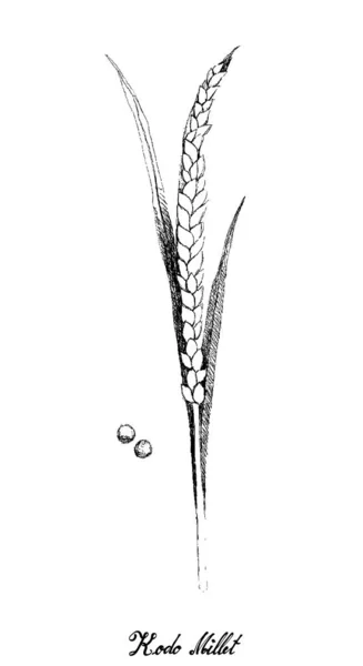 Mão desenhada de maduro Foxtail Millets em branco — Vetor de Stock