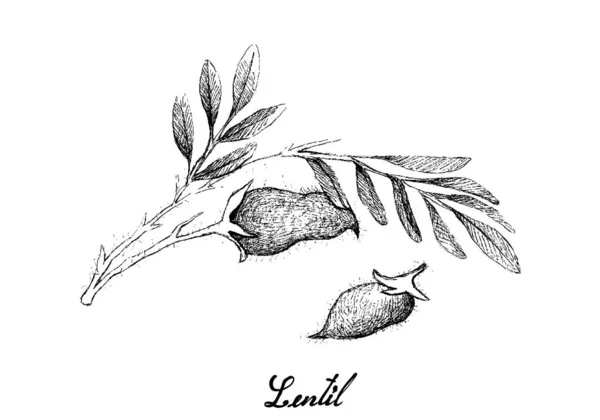 Pod de lentilles fraîches dessiné à la main sur l'arbre — Image vectorielle