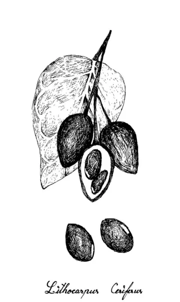 Hand Drawn of Lithocarpus Ceriferus or Stone Oak — Stock Vector
