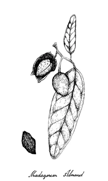 Hand Drawn of Madagascar Almond on A Branch — стоковий вектор