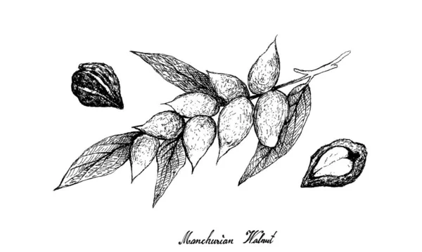 Ručně kreslený mandžuský ořech na stromě — Stockový vektor