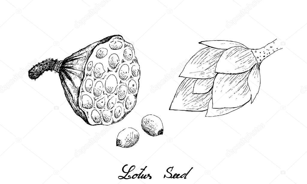 Hand Drawn of Lotus Pod with Seeds