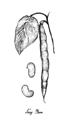 Sebze, El Çizimi Tasviri Taze Faz Vulgaris, Donanma Fasulyesi ya da Beyaz Arkaplanda İzole Ağaç Haricot Fasulyesi.