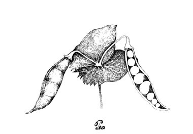 Sebze, elle çizilmiş kroki taze yeşil bezelye ve bezelye tesisi beyaz arka plan üzerinde izole çizimi