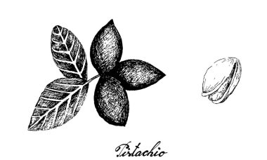 Resimli El Çizimi Fıstık Fıstığı Çizimi. İyi Beslenme İpliği, Vitamin ve Mineraller Kaynağı