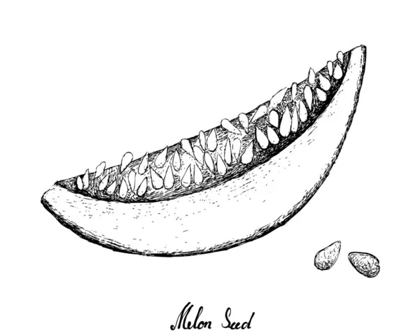 Boceto Dibujado Mano Fruta Ilustración Del Melón Semilla Aislados Sobre — Archivo Imágenes Vectoriales