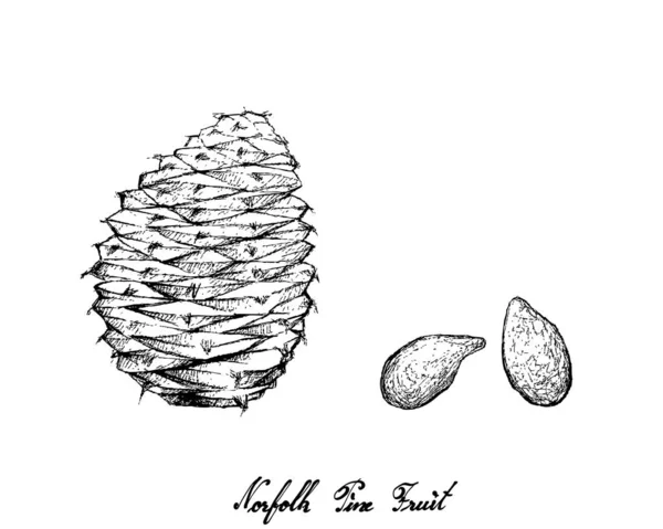 Illustration Hand Drawn Sketch Norfolk Pine Cone Seed Isolated White — Stockový vektor