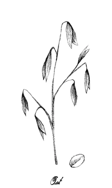 Ilustracja Ręcznego Rysunku Świeżego Owsa Kwiatostanami Izolowanymi Białym Tle — Wektor stockowy