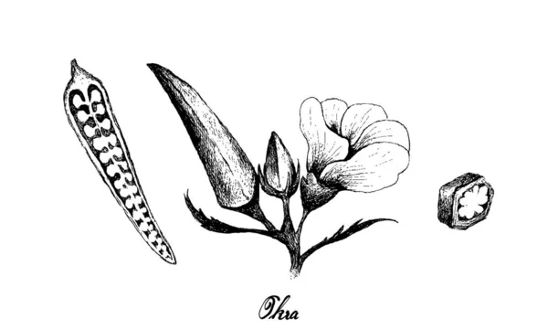 Vegetales Ilustración Del Boceto Dibujado Mano Okra Lady Finger Plants — Archivo Imágenes Vectoriales