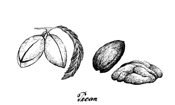 Illustration Hand Drawn Sketch Fresh Pecan Nuts Good Source Dietary — Stockový vektor