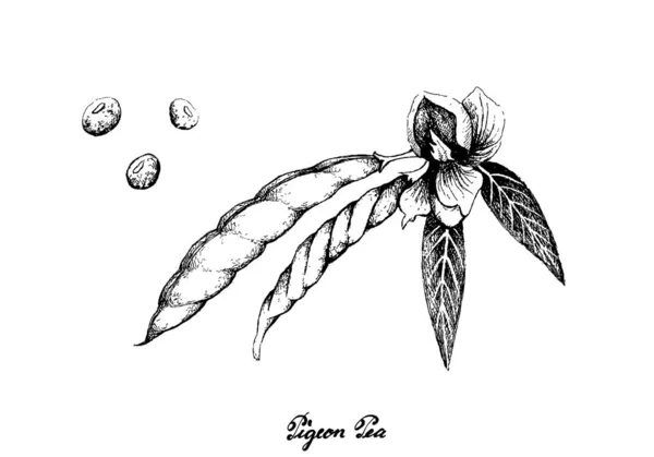 Λαχανικό Εικονογράφηση Χέρι Σκίτσο Φρέσκο Μπιζέλι Περιστέρι Και Cajanus Cajan — Διανυσματικό Αρχείο