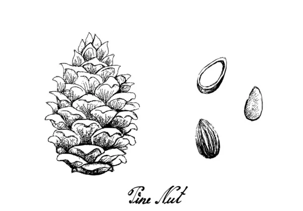 Illustration Hand Drawn Sketch Pine Cone Pine Nuts Isolated White — Stockový vektor
