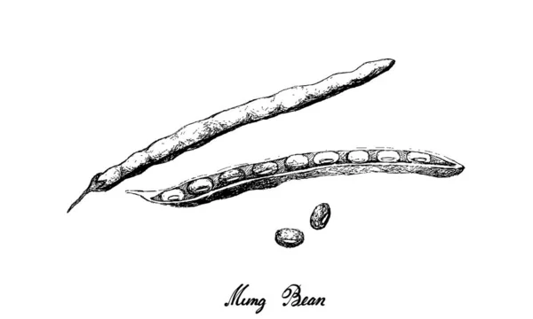 Sebze Çizimi Taslak Taze Mung Fasulyeleri Beyaz Arkaplanda Zole Edilmiş — Stok Vektör