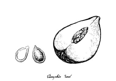 Sebze, El Çizimi Çizimi Lezzetli Taze Balkabağı Tohum, Yüksek A, B, C vitamini ve Mineraller.
