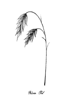 El Çizimi Taslak Taze Chasmanthium Latifolium, Nehir Yulafı veya Beyaz Arkaplanda İzole Edilmiş İnfloresanlı Kuzey Deniz Yulaf Fabrikası.
