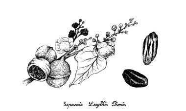 Tropikal Meyveler, El Çizimi Çizimi Castanha de Sapucaia veya Beyaz Arkaplanda İzole Edilmiş Tohum Fındığı Meyveleri.