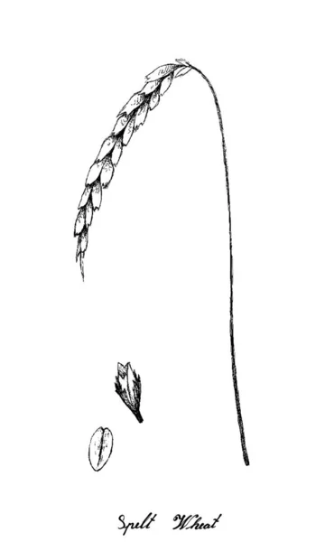 Ilustracja Ręcznie Rysowane Szkic Świeżego Orkiszu Pszenicy Pszenicy Dinkel Lub — Wektor stockowy