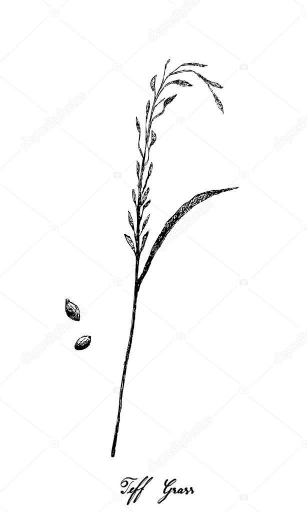Illustration of Hand Drawn Sketch Fresh Eragrostis Tef, Teff, Williams Lovegrass or Annual Bunch Grass with Inflorescences Isolated on White Background.