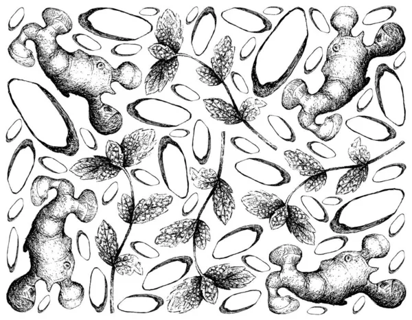 Трав Яні Рослини Ручний Намальований Ілюстрація Свіжого Зеленого Перцю Або — стоковий вектор