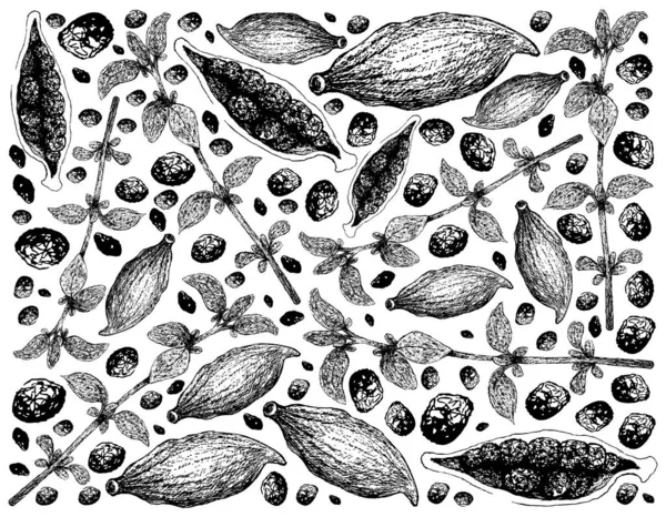 Kräuterpflanzen Handgezeichnete Illustration Von Frischen Thymian Und Kardamomschoten Auf Weißem — Stockvektor