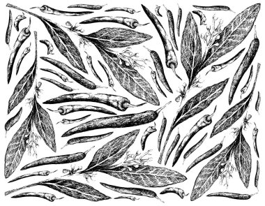 Bitki Bitkileri, Laurel Körfezi 'nin El Çizimi ve Yemek Pişirmek İçin Biber Kullanımı.