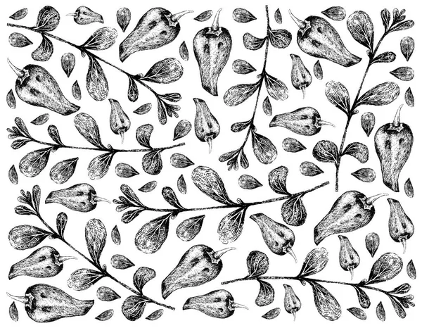 Kräuterpflanzen Handgezeichnete Illustration Von Frischem Majoran Oder Origanum Majorana Und — Stockvektor