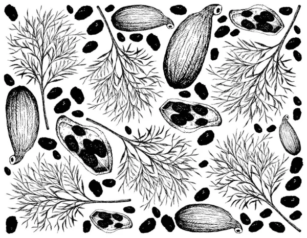 Plantes Base Plantes Illustration Dessinée Main Des Gousses Cardamome Aneth — Image vectorielle