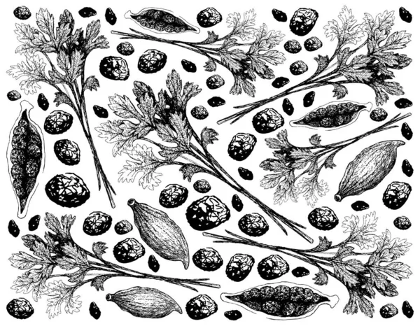 Herbal Plants Hand Drawn Illustration Chinese Parsley Coriander Cardamom Pods — стоковий вектор