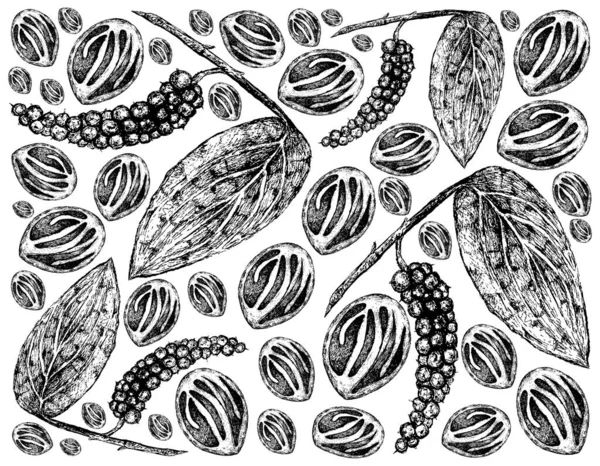 Herbal Plants Illustration Hand Drawn Sketch Black Pepper Peppercorn Nutmeg — Stock Photo, Image