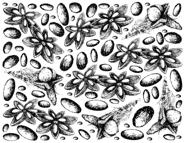 Kräuterpflanzen Handgezeichnete Illustration Von Getrocknetem Sternanis Sternanis Oder Illicium Verum — Stockvektor