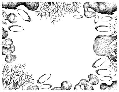 Bitkisel Bitkiler, El Çizimi Tasviri Taze Fennel veya Foeniculum Vulgare Ampulü Ginger Kökleri Çerçeveli, Yemek Pişirmede Kullanılıyor.