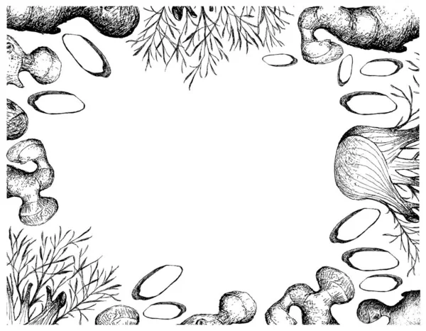 草本植物 手绘素描新鲜茴香或生姜根茎泡沫球茎的图解 用于烹调中的调料 — 图库照片