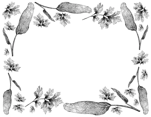 Örtväxter Handritad Illustration Körvel Eller Fransk Persilja Med Salvia Eller — Stockfoto
