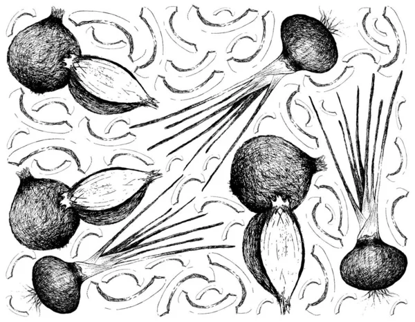 Piante Erboristiche Illustrazione Schizzo Disegnato Mano Scalogno Fresco Cipolle Spagnole — Vettoriale Stock