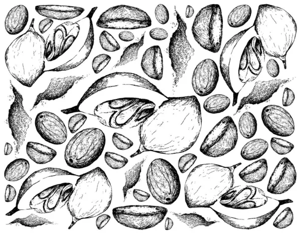 Növényi Növények Kézzel Rajzolt Illusztrációja Friss Szerecsendió Vagy Mirisztika Fragrans — Stock Vector