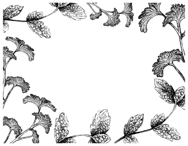 ハーブ植物 手描き料理の季節に使用されるパセリの葉のフレームと新鮮な緑のペパーミントやレモンミントのイラスト — ストックベクタ
