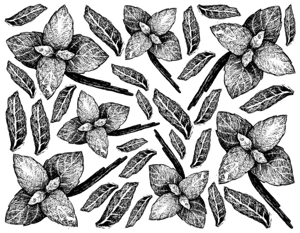 Kräuterpflanzen Handgezeichnete Illustration Von Frischem Basilikum Isoliert Auf Weißem Hintergrund — Stockfoto