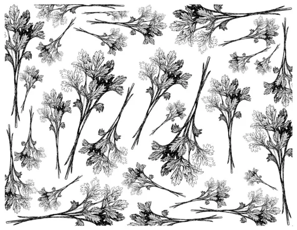 Plantas Hierbas Ilustración Dibujada Mano Racimo Perejil Chino Fresco Cilantro — Foto de Stock