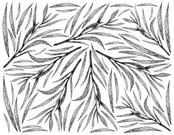 Plantes Base Plantes Dessin Main Illustration Contexte Estragon Frais Estragon — Photo