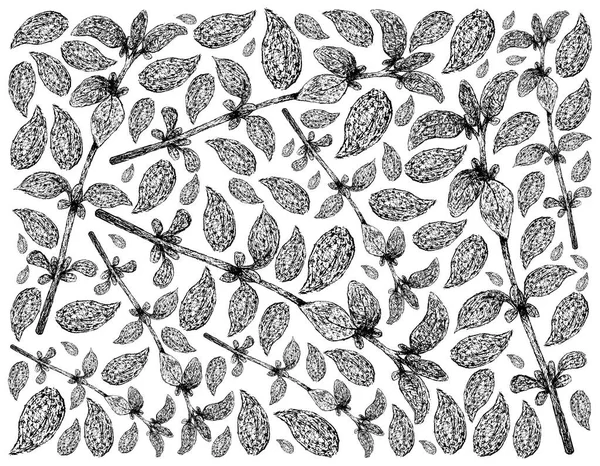 Rośliny Ziołowe Ręcznie Rysowane Ilustracja Tło Świeżego Tymianku Roślin Izolowanych — Zdjęcie stockowe