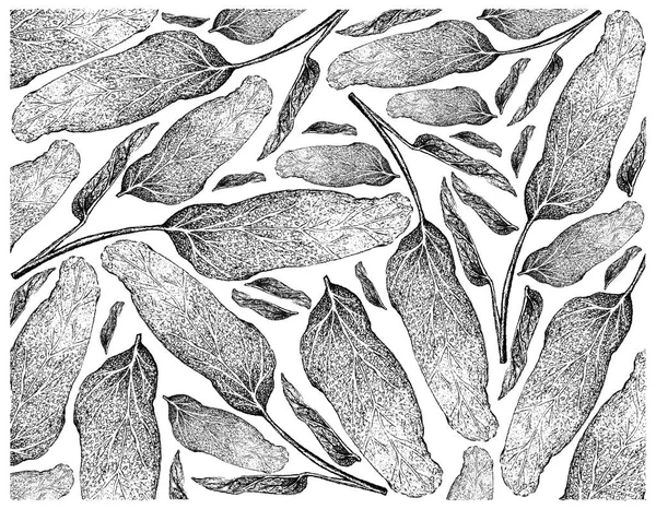 Травяные Растения Ручной Рисунок Иллюстрации Фон Свежего Шалфея Сальвия Pfficinalis — стоковое фото