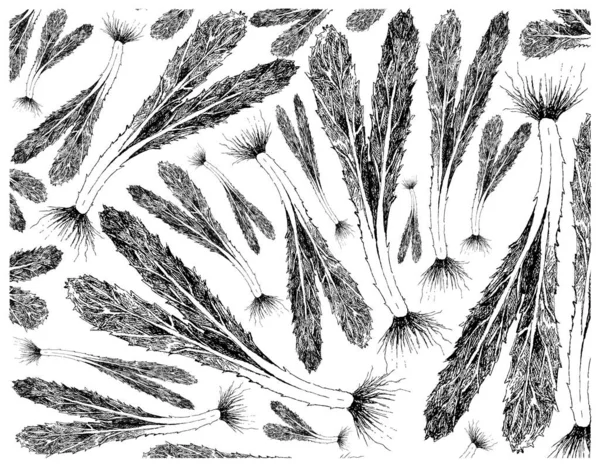 Herbal Plants Hand Drawn Illustration Background Eryngium Foetidum Culantro Recao — 스톡 사진