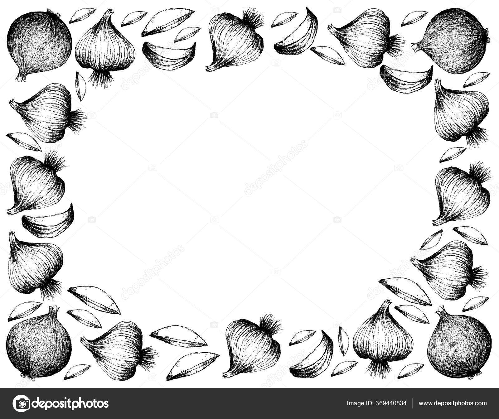 Vidalia タマネギストックベクター ロイヤリティフリーvidalia タマネギイラスト Depositphotos