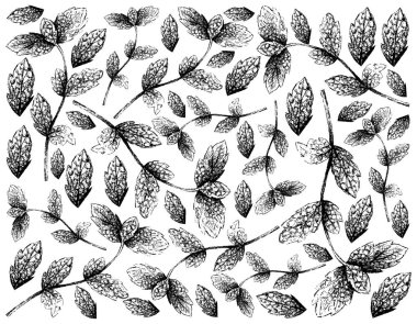 Bitki Bitkileri, El Çizimi Taze Yeşil Nane Şekeri Arkaplanı veya Baharat Pişirmek İçin Limon Nane Yaprakları.