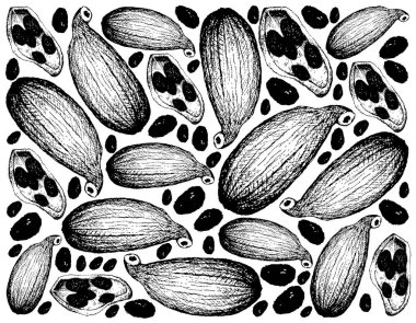 Bitki Bitkileri, El Çizimi Tüm ve Taze Yeşil Kakule Kapsüllerinin Yarısı Yemek Pişirmede Kullanılıyor.