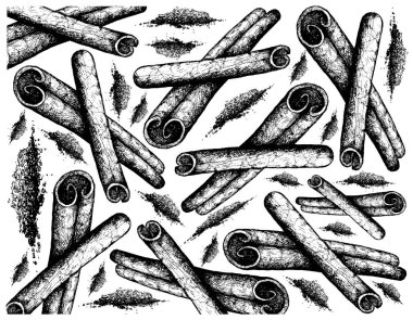 Bitkisel Bitkiler, Kurutulmuş Tarçın Çubuklarının Yemek Pişirmek İçin Kullanılan El Çizimi Resimleri